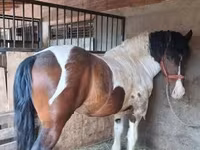 公马, Gypsy horse — 照片 1