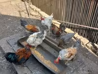 Chickens — foto 1
