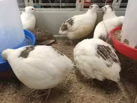 Quails — foto 1