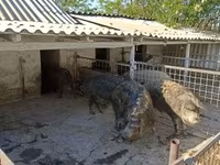 Disznók (tétel, nem megadva), Мангалица — 1. fotó