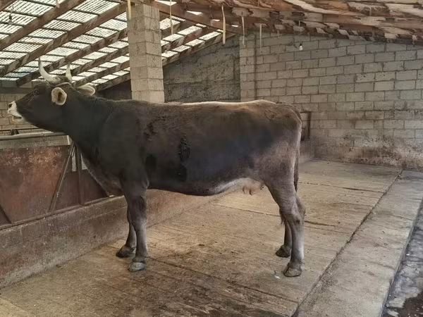 Tehén, Swiss cattle