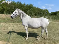 فرس, Lipizzaner — الصورة 2