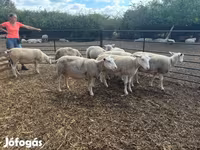 母羊, Sheep — 照片 2