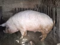 公猪, Pigs — 照片 2