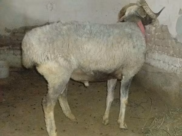 Kos, Juhok