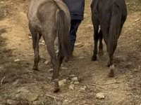 Hing, Black Sea breed — 7. fotó