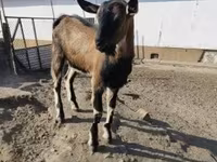 Goat, Goats — photo 4