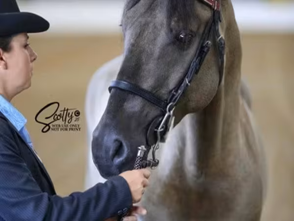Hing, Rocky Mountain Horse