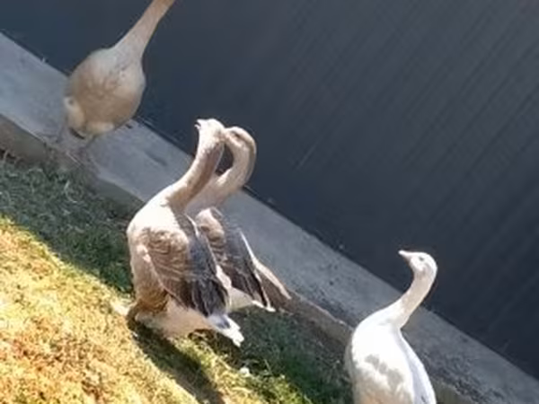 Geese — Hungary