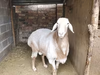 Kos, Arashan sheep — 4. fotó