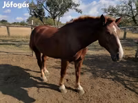 घोड़ी, Hungarian horse breed — फ़ोटो 5