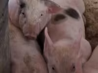 Sow, Pigs — photo 1