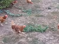 Chickens — Foto 1