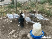 Ducks — Foto 4