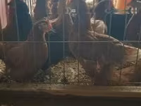 Chickens — zdjęcie 2