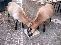 母羊, Cameroon sheep — 照片 2