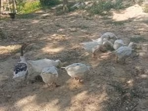 Geese — Hungary