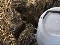 Quails — Foto 2