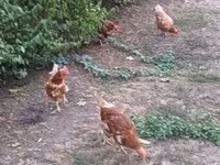 Chickens — Foto 2