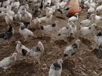 Chickens — zdjęcie 4