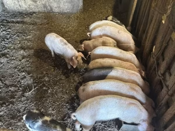 猪（批次，未指定性别）, Pigs