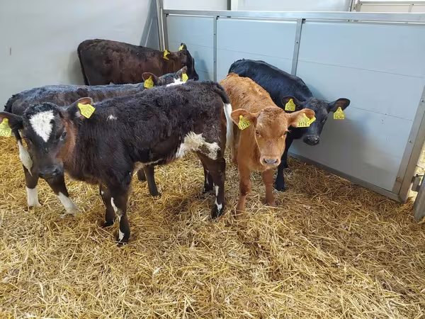 Tehén, Simmental cattle