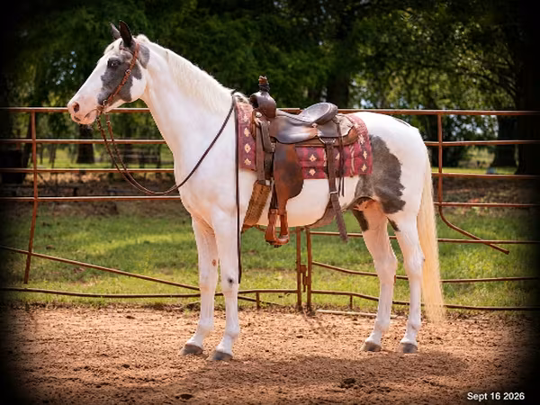 Hing, National Show Horse