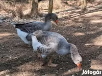 Geese — 1. fotó