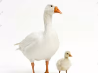 Geese — foto 2