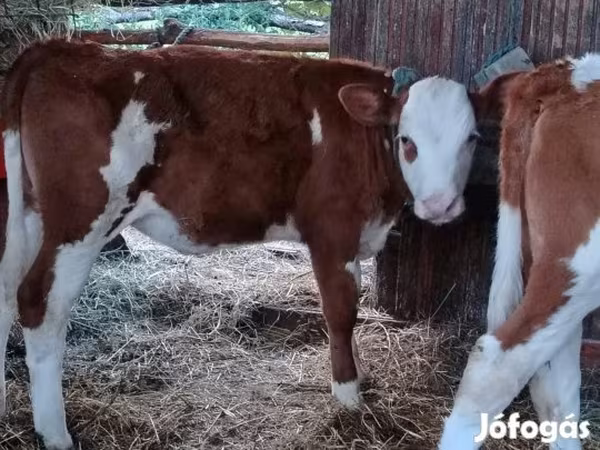 Bika, Limousin tehén