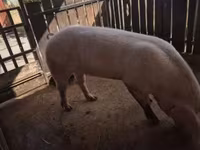 公猪, Pigs — 照片 1