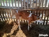 Toro, Simmental cattle — foto 6