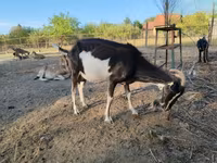 母山羊, Toggenburg goat — 照片 7