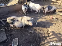 मादा सूअर, Вьетнамская вислобрюхая — फ़ोटो 4