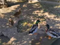 Ducks — foto 5