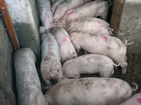 公猪, Pigs — 照片 3