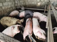 Pigs (batch, sex not specified), Pigs — photo 2