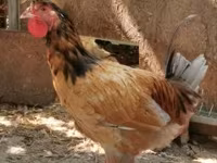 Chickens — 照片 4