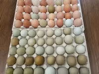 Chickens — photo 4