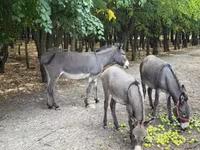 Jument, Chevaux — photo 1