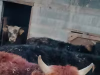 Bulle, Swiss cattle — Foto 1