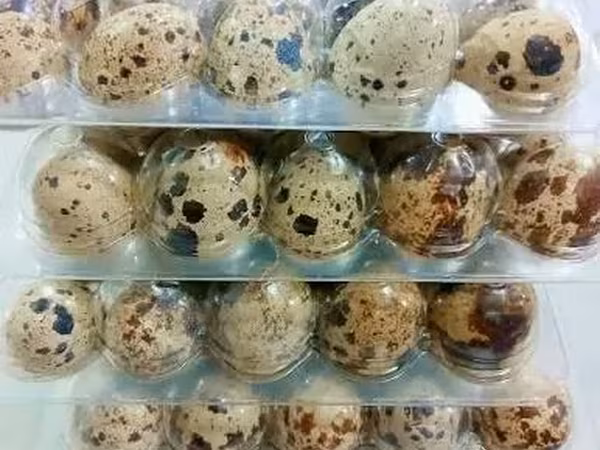 Quails