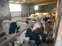 Býk, Russian Black pied cattle — foto 1