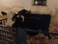 Býk, Russian Black pied cattle — foto 5