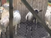 Cabra, Cabras — foto 2