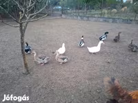 Ducks — 照片 7