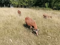 Kos, Cameroon sheep — 4. fotó