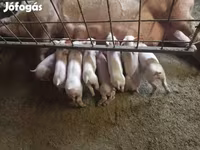 猪（批次，未指定性别）, Pigs — 照片 1