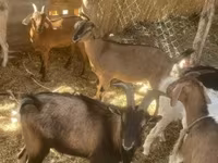 Goat, Goats — photo 3