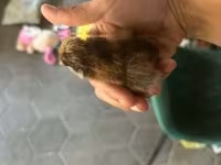爪哇黑鸡 — 照片 7